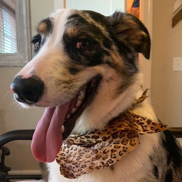 Meet your Posher, Addie - Picture 3 of 4